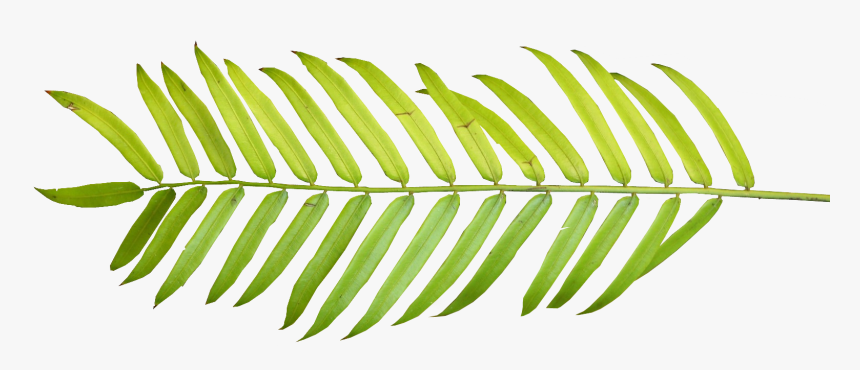 Free Download Clip Art - Tropical Leaf Watercolor Png, Transparent Png