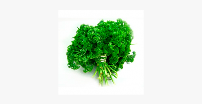 Perejil Crespo - Perejil Organico, HD Png Download