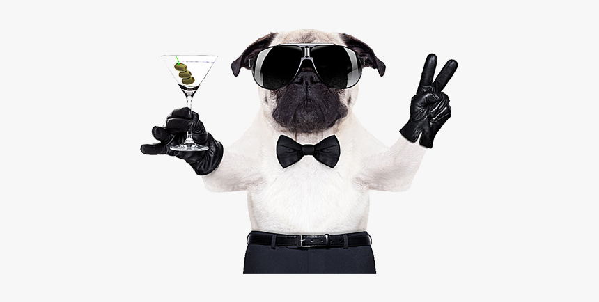 Puggle French Bulldog Boxer - Cool Pug, HD Png Download