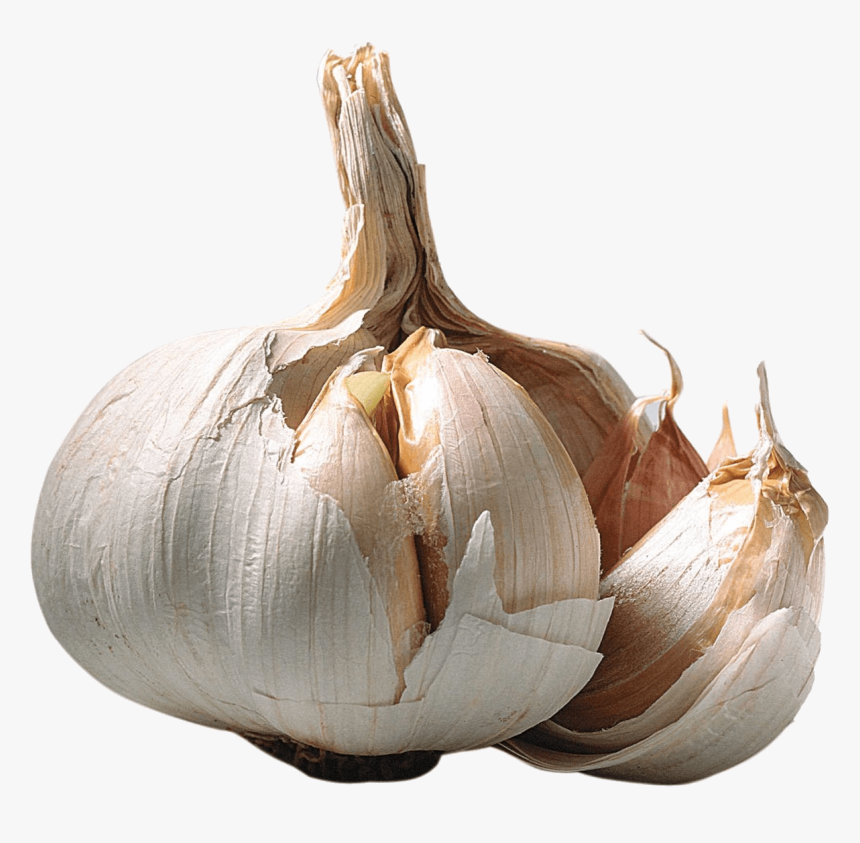 Elephant Family - Transparent Cliparts Garlic, HD Png Download