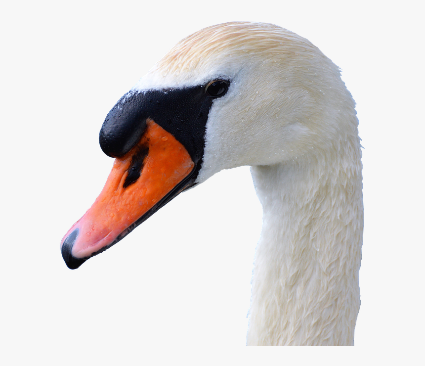 Transparent Bird Head Png - Swan Head Transparent, Png Download