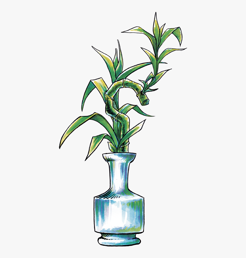 Houseplant, HD Png Download