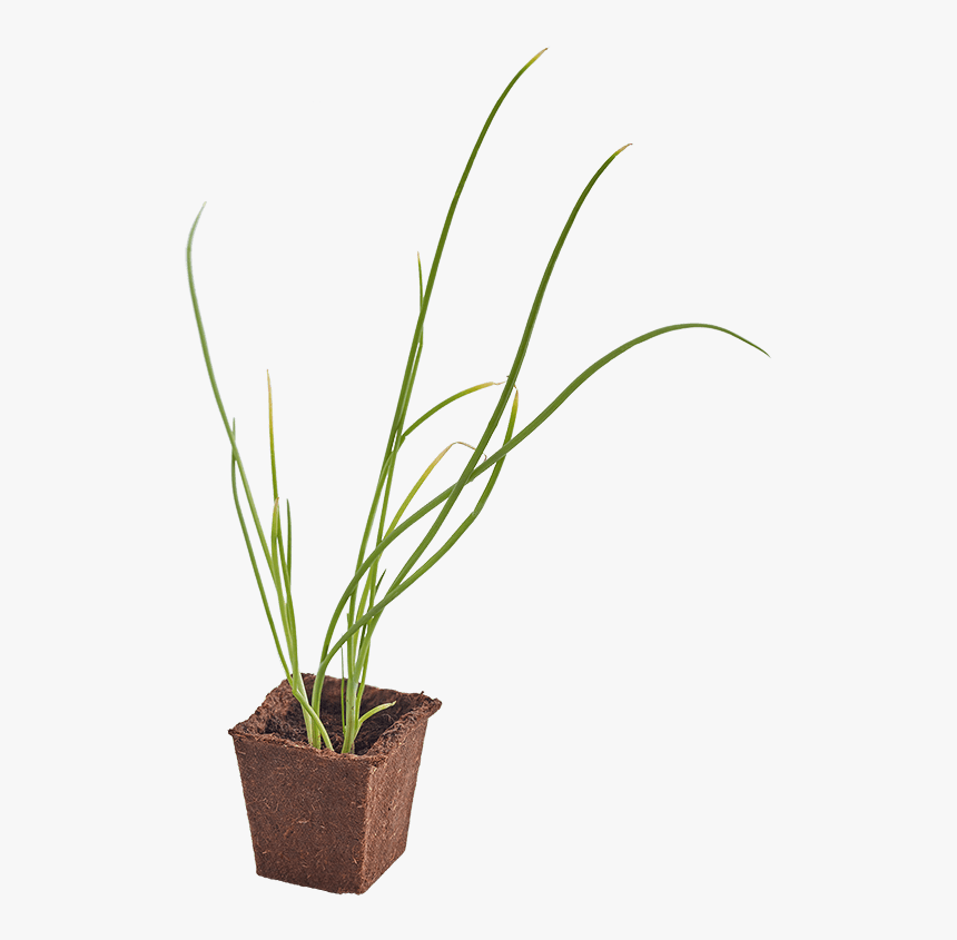Grass, HD Png Download