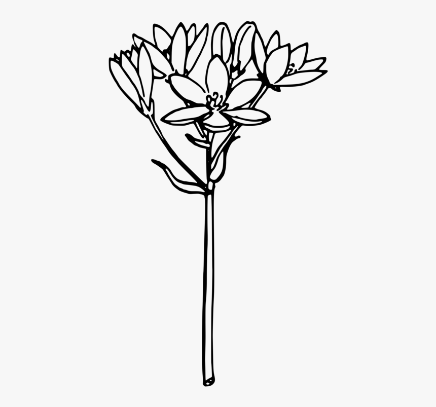 Onion Computer Icons Drawing Line Art Download - Star Of Bethlehem Flower Vector, HD Png Download