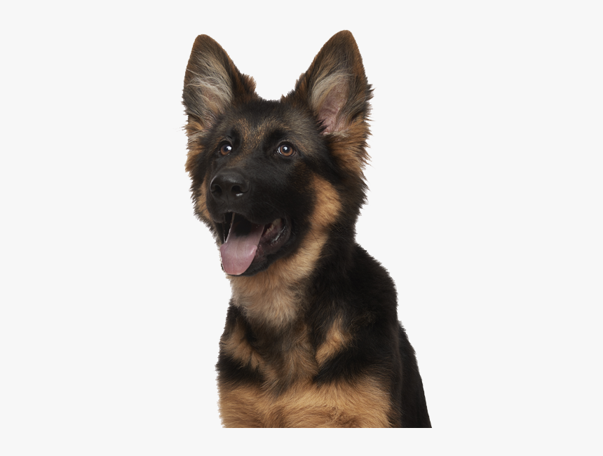 Bohemian Shepherd, HD Png Download