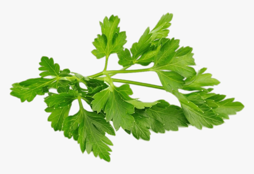 Chervil - Parsley Png, Transparent Png