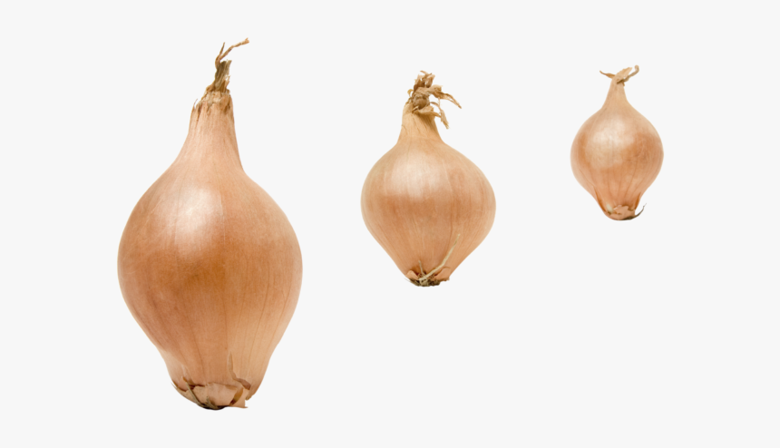 Yellow Onion, HD Png Download