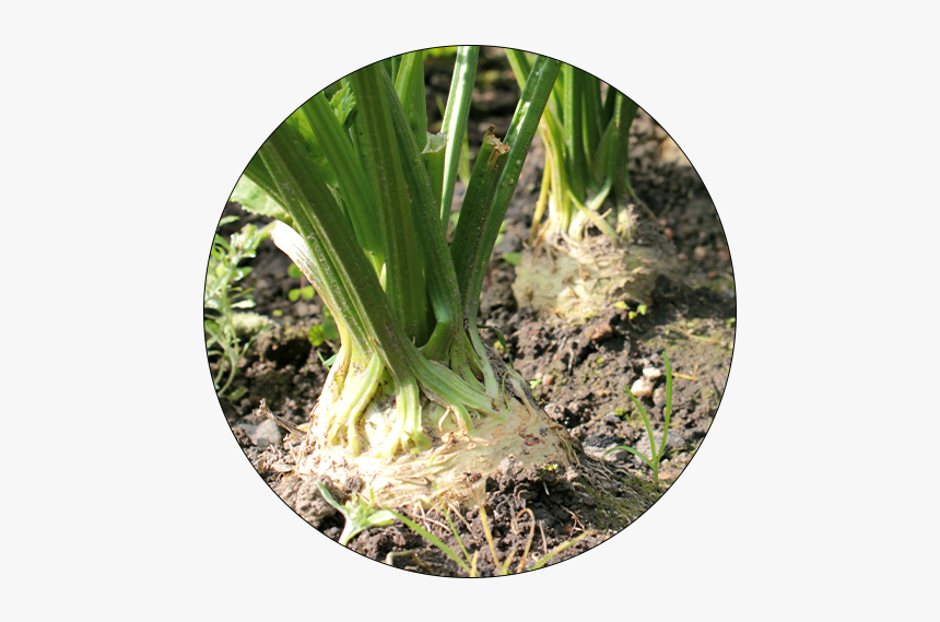 Celery Grows Above Ground, HD Png Download