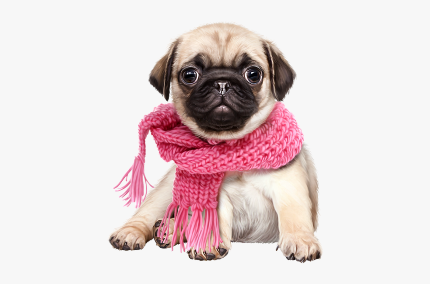 Pug Png, Transparent Png