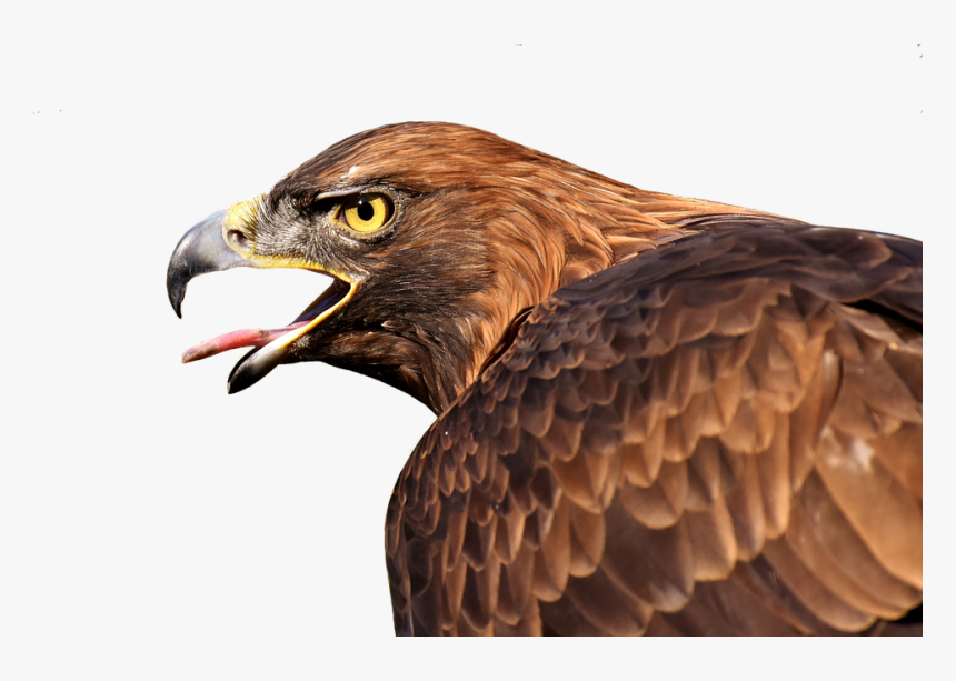 Raptor Animal, HD Png Download