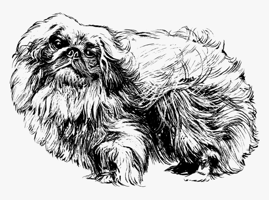Pekingese Shih Tzu Papillon Dog Chihuahua Pug - Black Pekingese Dog Clip Art, HD Png Download