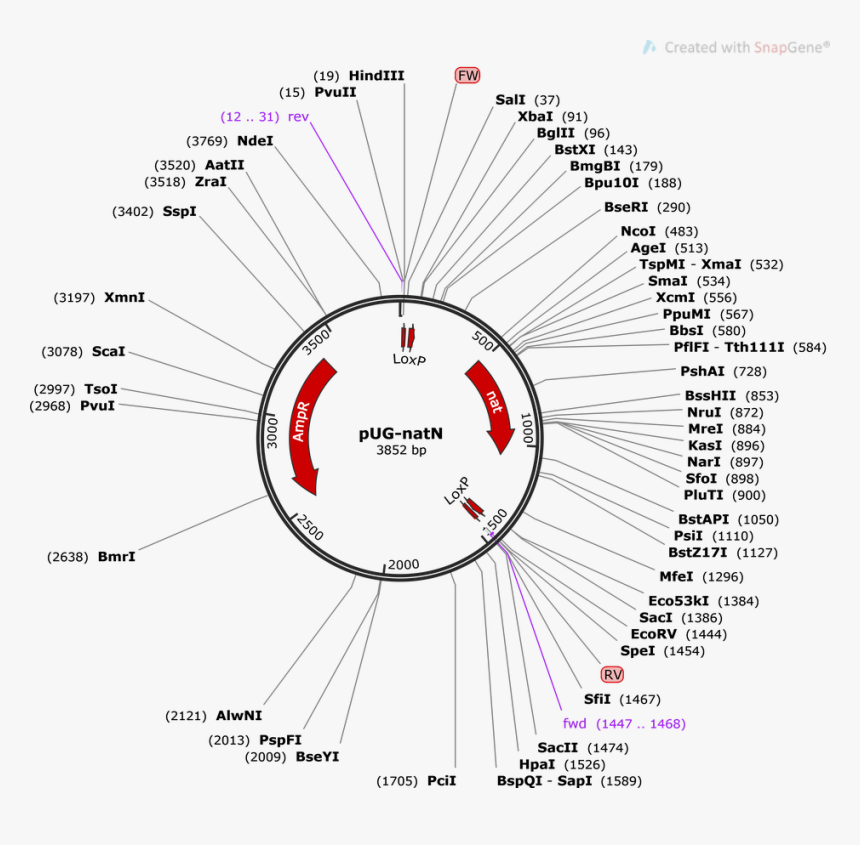 Pug 36 Vector Restriction Enzyme, HD Png Download