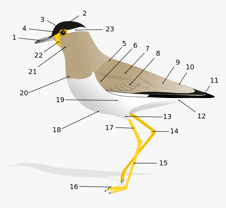 Anatomy Of A Bird, HD Png Download