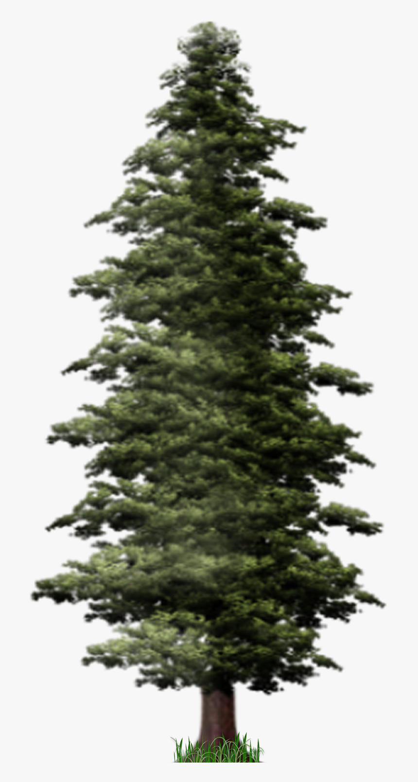 Download Pine Tree Png File For Designing Projects - Pine Tree Fir Png, Transparent Png