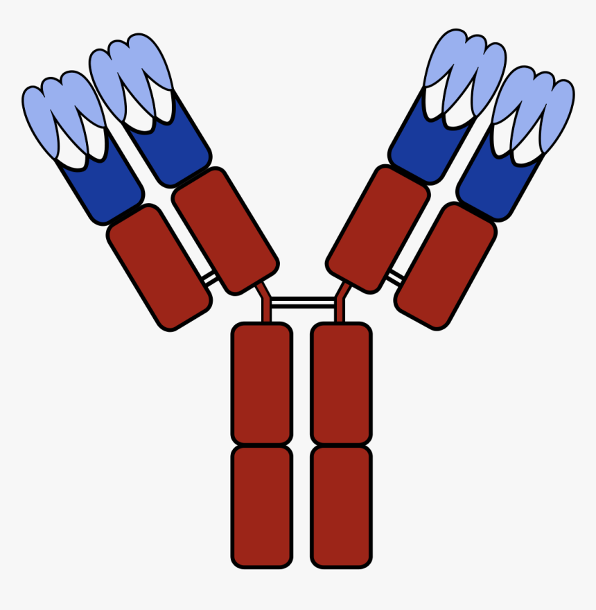 Antibody Complementarity Determining Region, HD Png Download