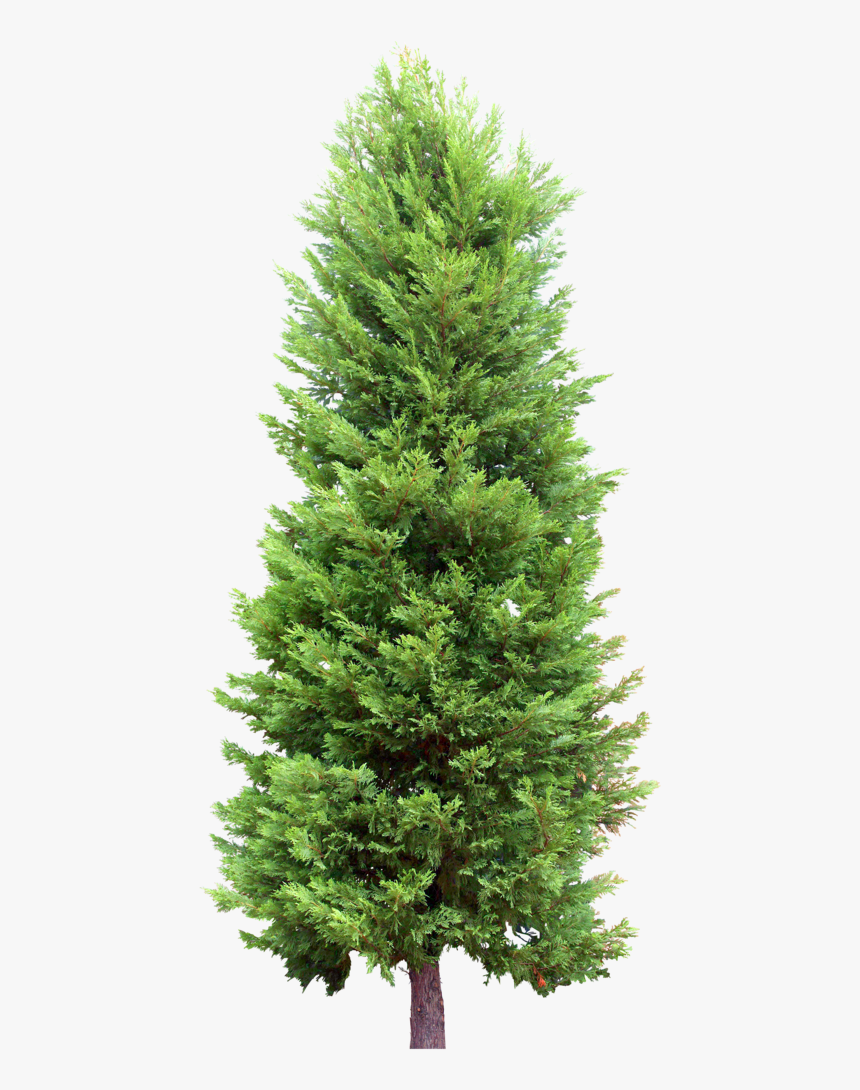 Pine Tree Png Transparent Background, Png Download