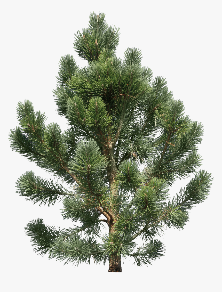 Now You Can Download Fir-tree Png Icon - Transparent Png Pine Tree, Png Download