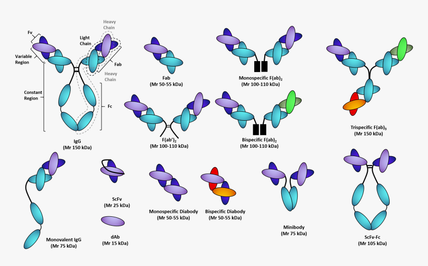 Antibody Fragments Monoclonal Antibody, HD