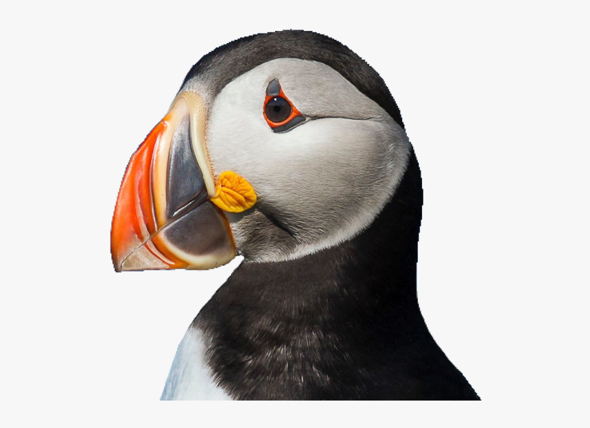 #puffin #bird #cute #pngs #png #lovely Pngs #usewithcredit - Puffin Png, Transparent Png