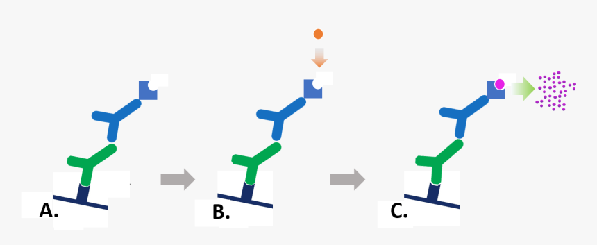 Transparent Antibodies Png - Colorimetric Detection Western Blot, Png Download
