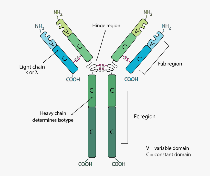 Antibody Structure, HD Png Download