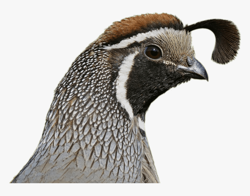 Quail Head - California Quail Head, HD Png Download