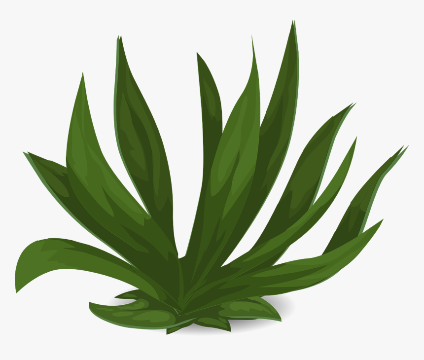 Long Leaf Plant Png, Transparent Png