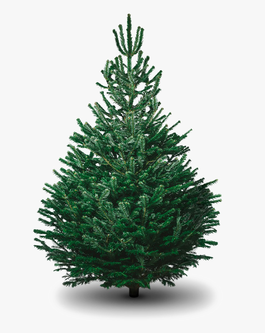 Fir-tree Png Picture - Large Real Christmas Tree, Transparent Png