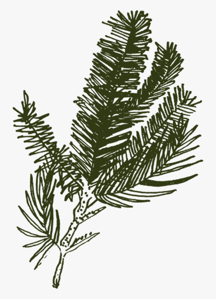 N Balsam Fir - Pond Pine, HD Png Download