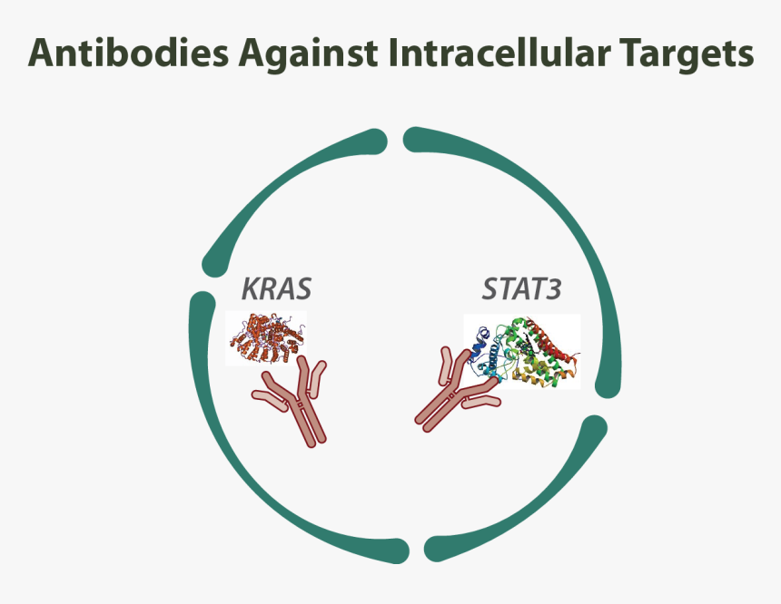 Intracellular Antibodies, HD Png Download