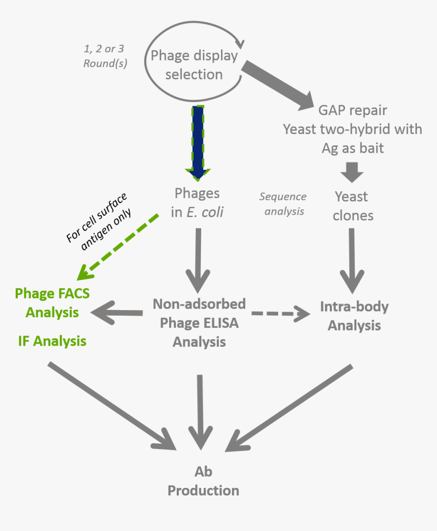 Antibody Phage Display Selection & If/facs Validation - Synthetic Phage, HD Png Download