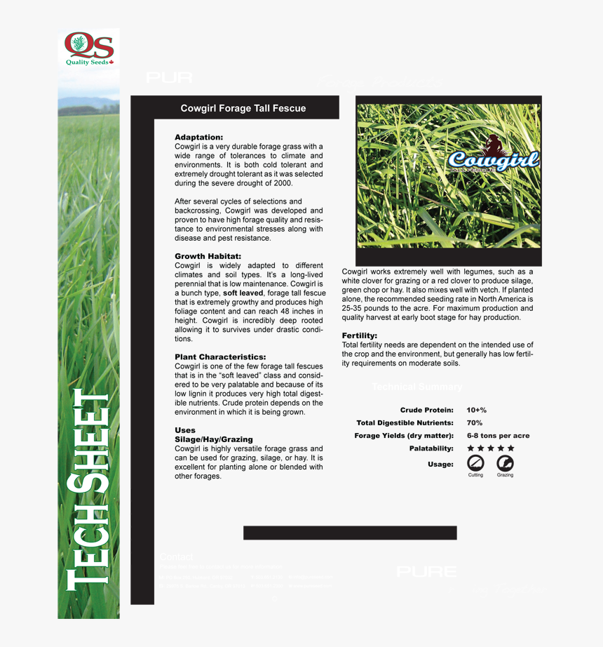 Transparent Tall Grasses Png - Sweet Grass, Png Download