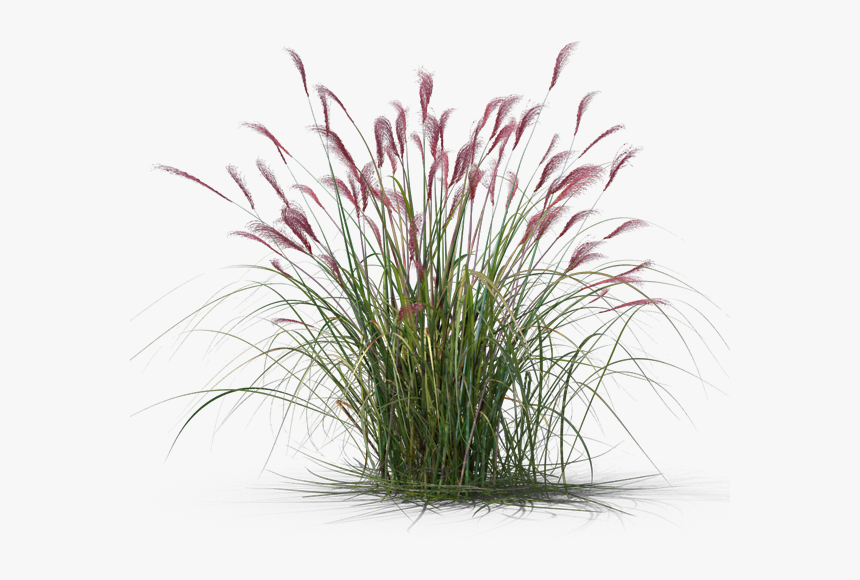 Transparent Ornamental Grass Png, Png Download , Transparent Png Image