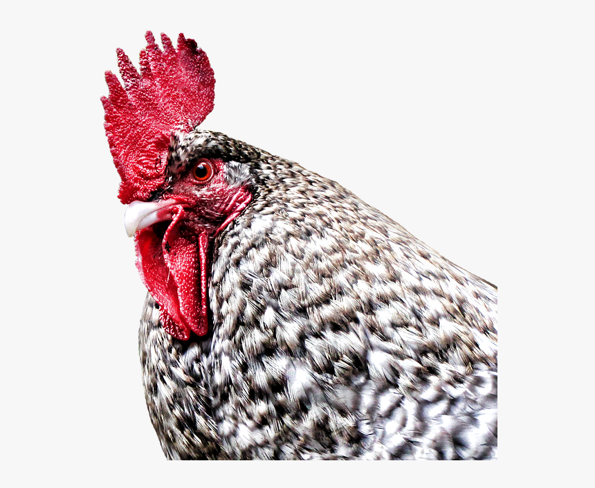 Gockel, Hahn, Hen, Dangerous, Farm, Poultry, Bird - Rooster, HD Png Download