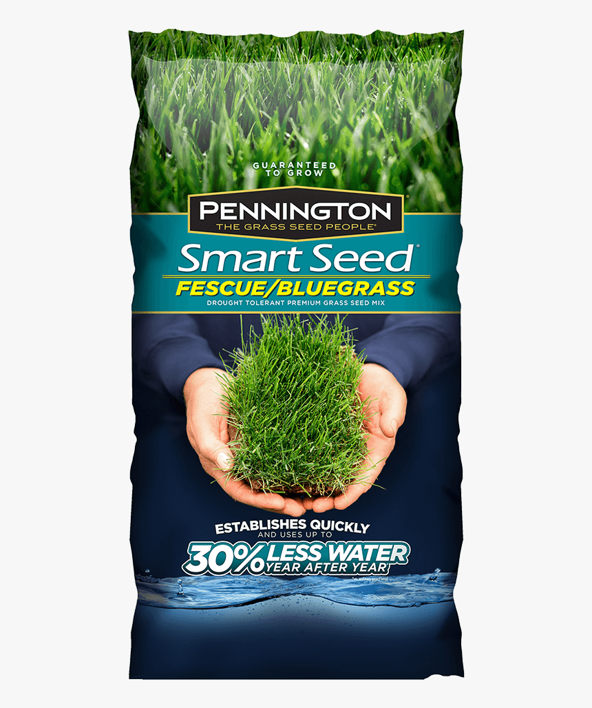 Kentucky Bluegrass Grass Seed, HD Png Download