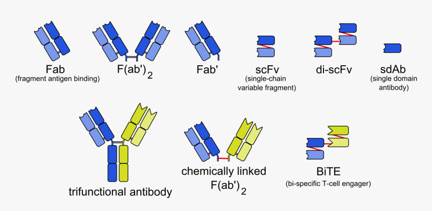 Short Chain Variable Fragments, HD Png Download