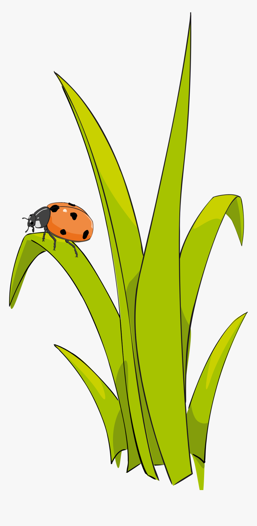 Coccinelle Sur Brin D-herbe - Ladybug On Grass Clipart, HD Png Download