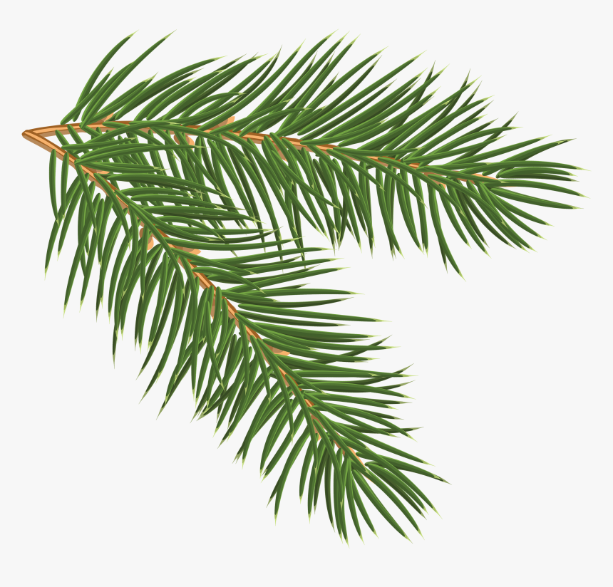 Pine Branch Png, Transparent Png