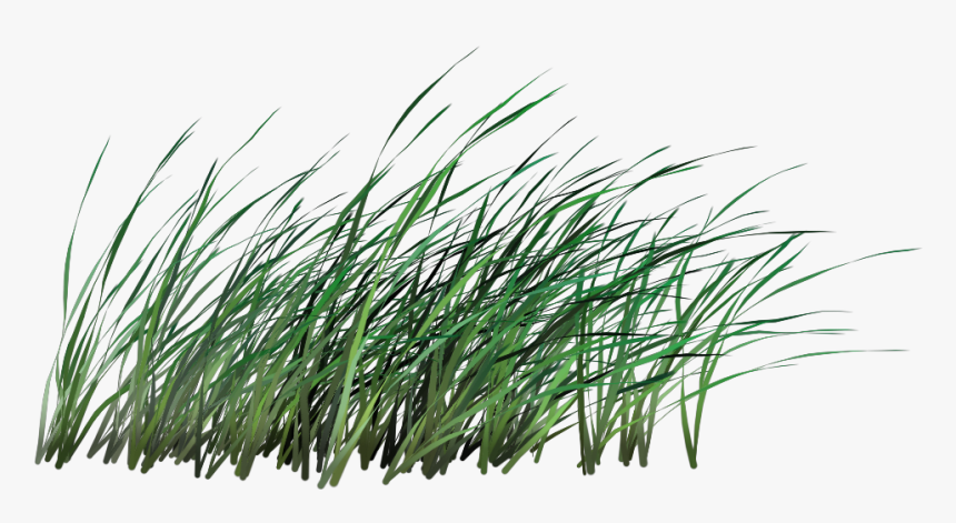 Transparent Tall Grass Png - Transparent Transparent Background Tall Grass, Png Download