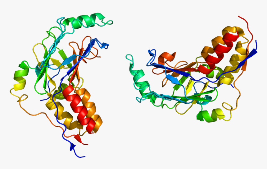 Smad2 Protein, HD Png Download