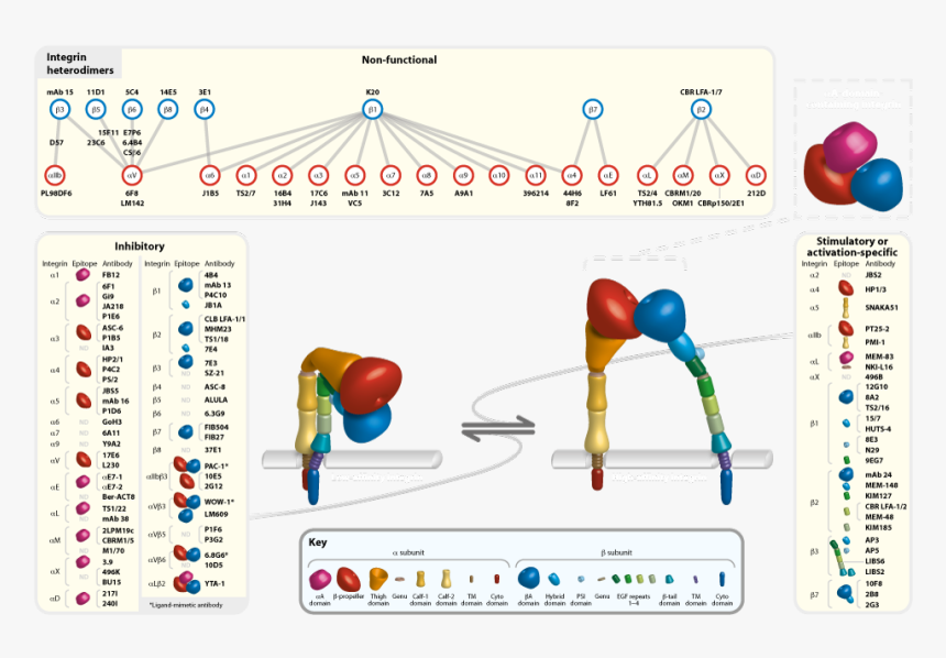 Anti-integrin Antibodies - Integrin Antibodies, HD Png Download