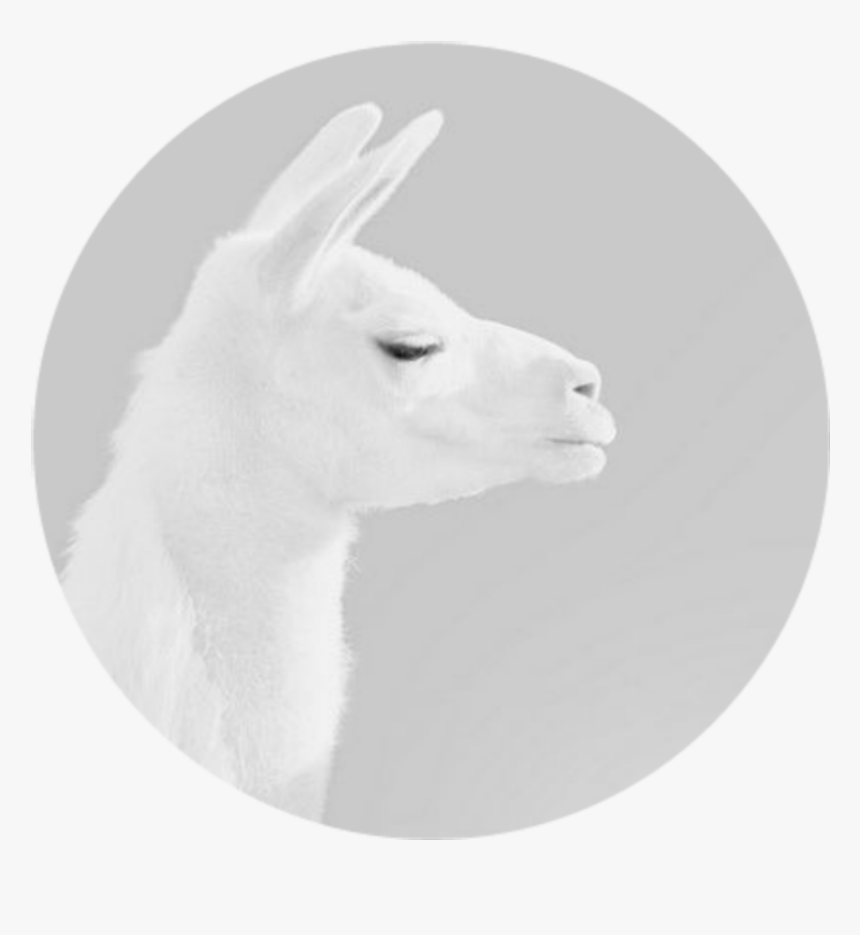 Transparent Lama Png - Llama, Png Download