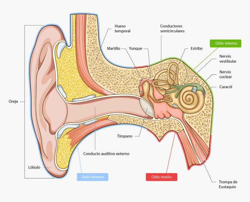 Anatomy Of The Ear Pinna, HD Png Download