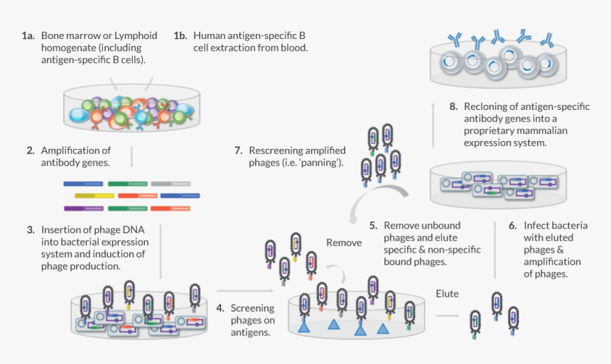 Phage Display Human Antibody, HD Png Download