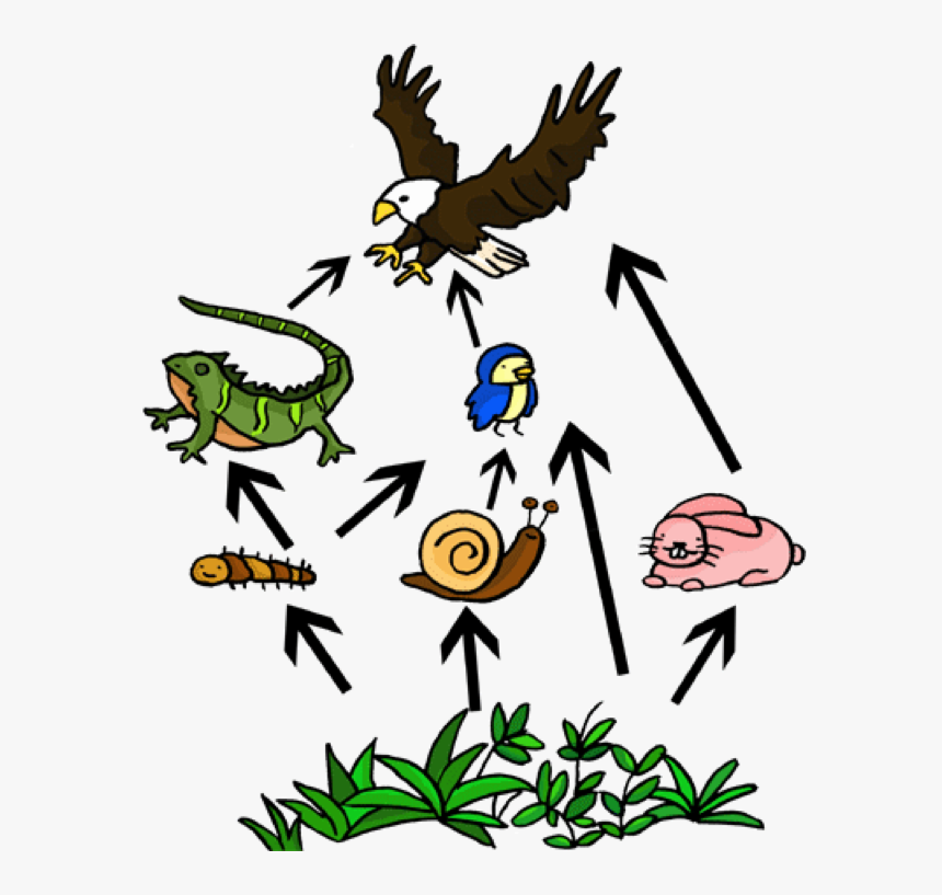 Food Web Landscape Clipart - Food Chain Of A Iguana, HD Png Download