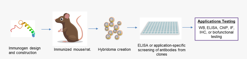 Circle, HD Png Download