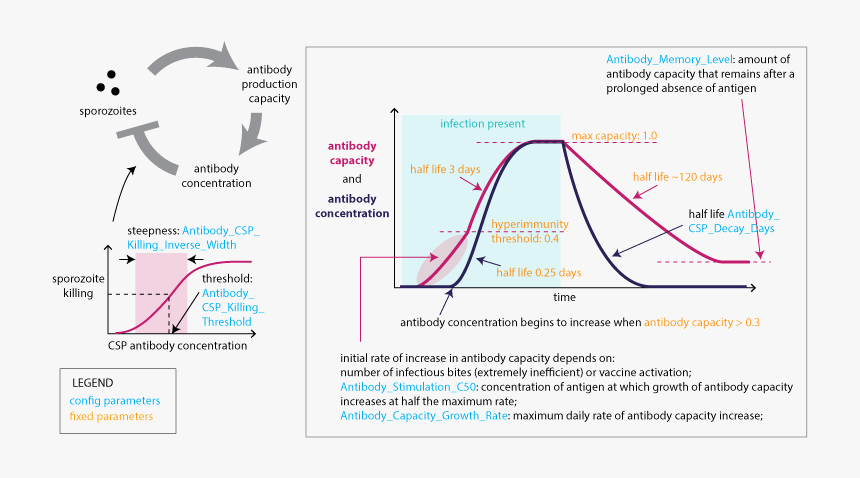 Images/malaria Infection Immunity Anti Csp Immunity - Malaria Immunity, HD Png Download