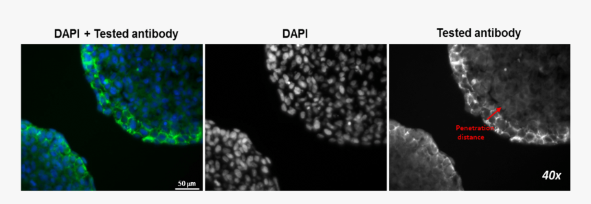 Monochrome, HD Png Download