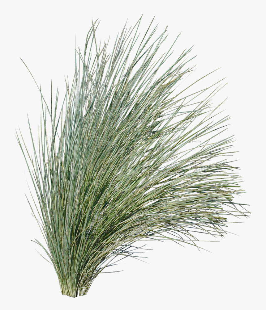 White Grass Png, Transparent Png