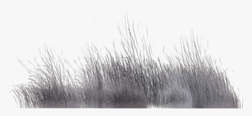 Grass-family - Grass Photoshop Grey, HD Png Download